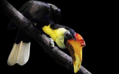 Ústecká zoo je velmi úspěšná v chovu zoborožců vrásčitých, přivítala 31. mládě