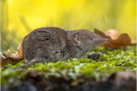 Vědci žádají veřejnost o pomoc s pozorováním bělozubky tmavé na Chebsku