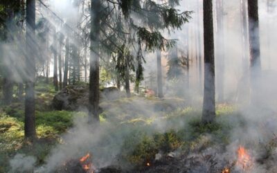 Experti: Obnova krajiny po lesních požárech může být poměrně rychlá