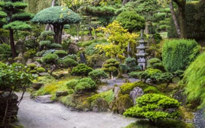 Lidé mohou v pražské botanické zahradě vidět novou expozici Japonské mlžné lesy