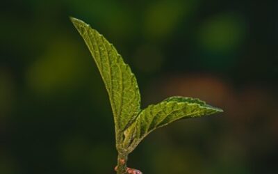 Malá jižní stráň – nové certifikované místo environmentálního a ekologického vzdělávání v ČR