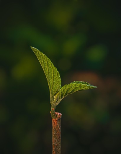Malá jižní stráň – nové certifikované místo environmentálního a ekologického vzdělávání v ČR