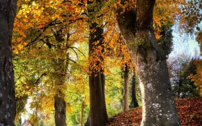Seminář: Didaktické hry pro rozvoj environmentálního myšlení