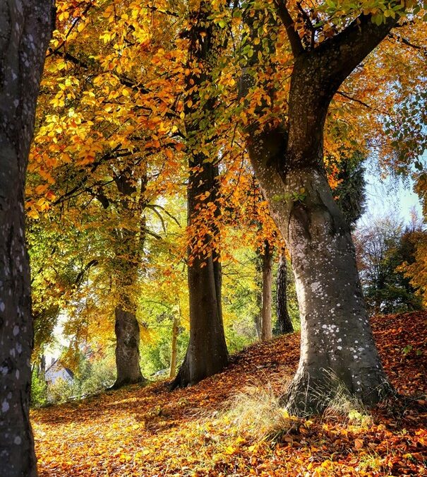 Seminář: Didaktické hry pro rozvoj environmentálního myšlení