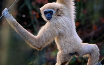 Ústecká zoologická zahrada otevírá novou expozici pro gibony u jelenů sika