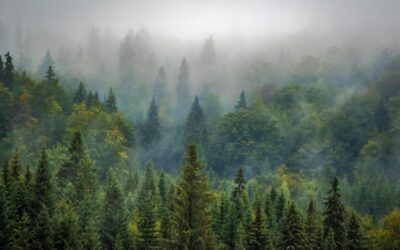 Vědci: Klimatická změna několikanásobně zvýšila riziko extrémních lesních požárů