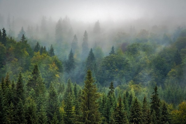 Vědci: Klimatická změna několikanásobně zvýšila riziko extrémních lesních požárů