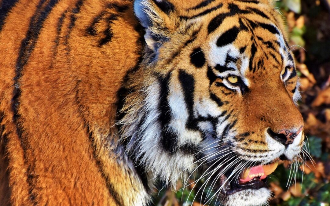 Ústecká zoo má novou vizuální tvář, odkazuje k přírodě, hraje barvami i tvary
