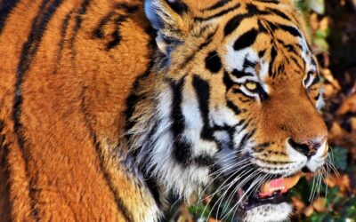 Ústecká zoo má novou vizuální tvář, odkazuje k přírodě, hraje barvami i tvary